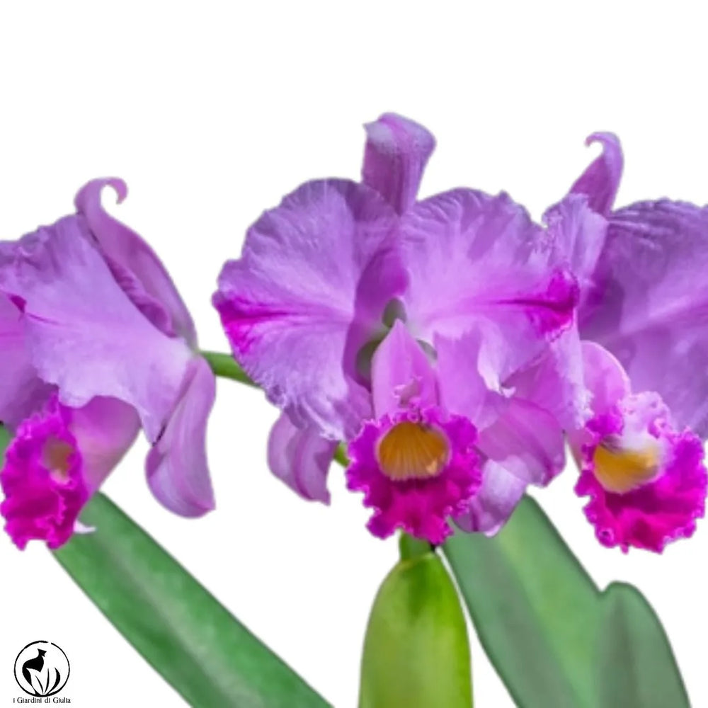 Orchidea Cattleya - i Giardini di Giulia  
