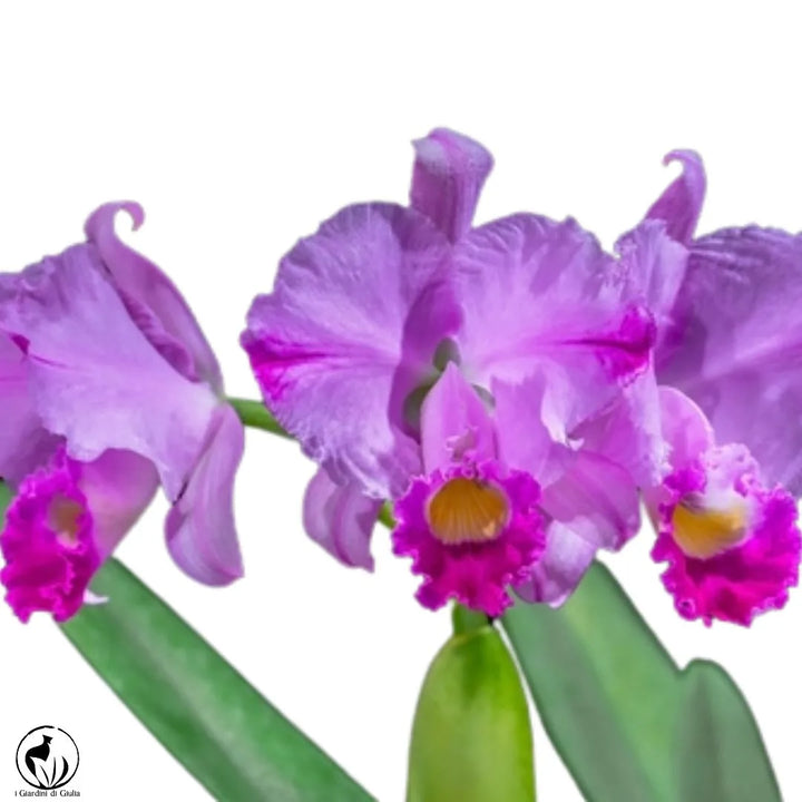 Orchidea Cattleya - i Giardini di Giulia  