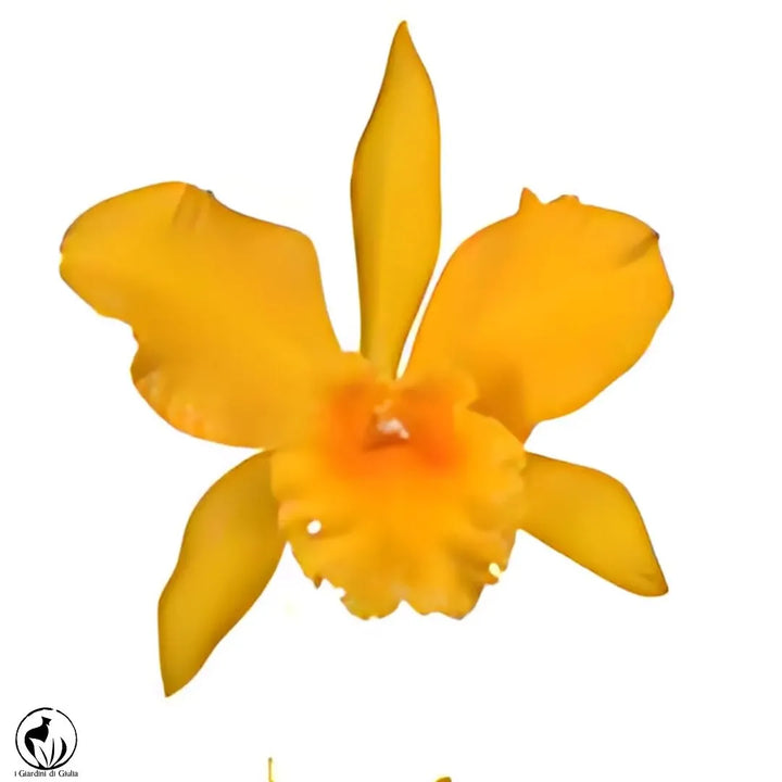 Orchidea Cattleya - i Giardini di Giulia  