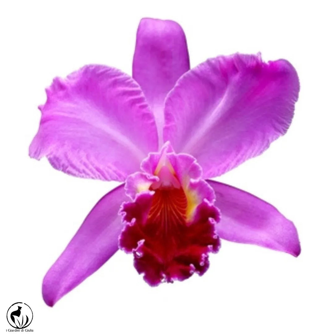 Orchidea Cattleya - i Giardini di Giulia  