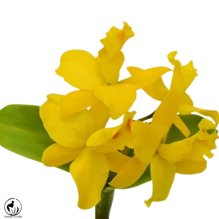 Orchidea Cattleya - i Giardini di Giulia  