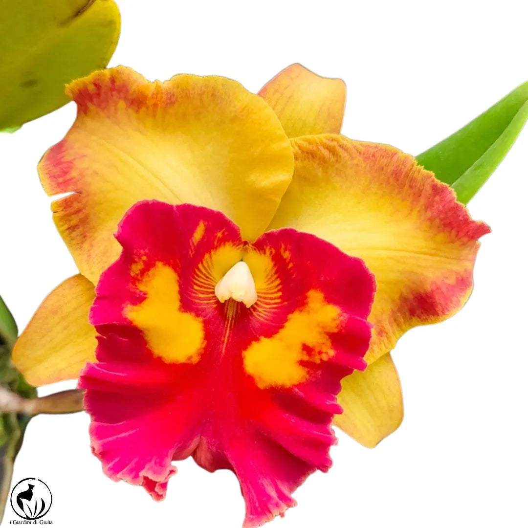 Orchidea Cattleya - i Giardini di Giulia  