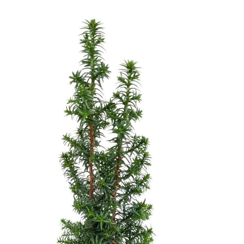 i Giardini di Giulia 