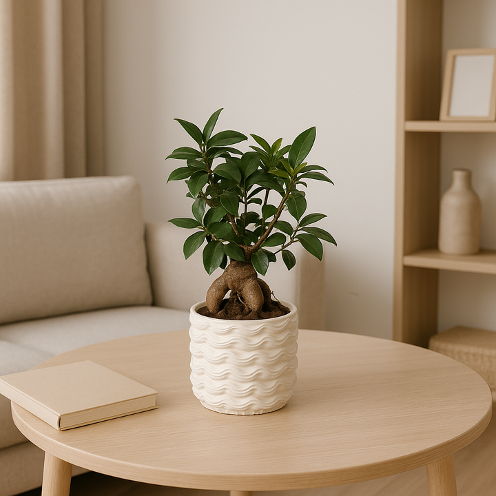 Bonsai F. Ginseng in vaso di ceramica smaltata bianco D. 10 cm H. 25 cm - i Giardini di Giulia  