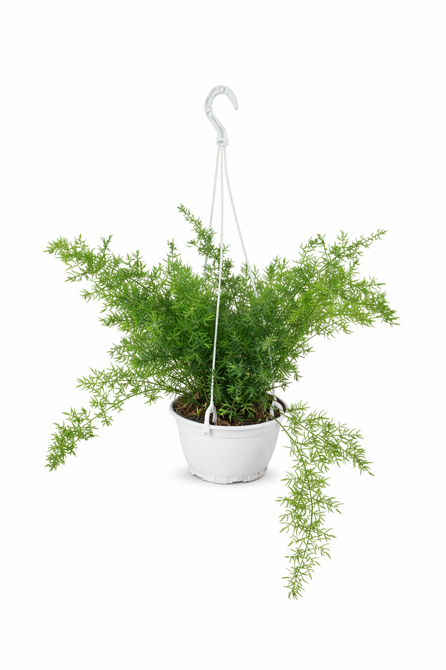 Asparagus Sprengeri D.19 - pianta ricadente con fogliame verde piumoso in vaso