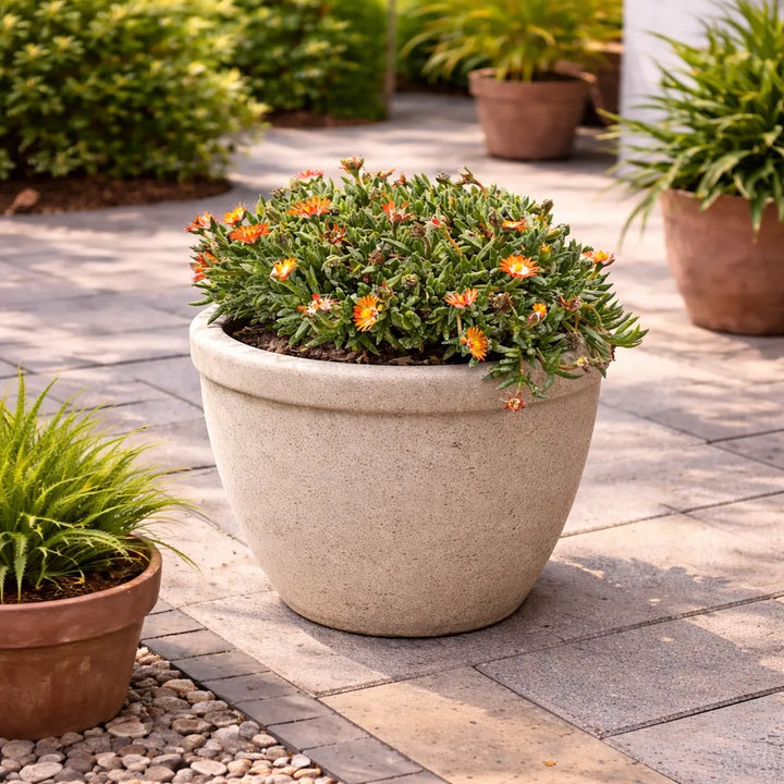 Delosperma colori misti D.14 H.25 cm