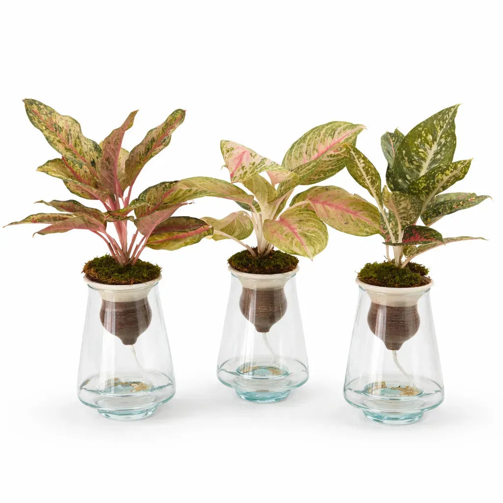 Aglaonema Mix in idrocoltura con cono in terracotta