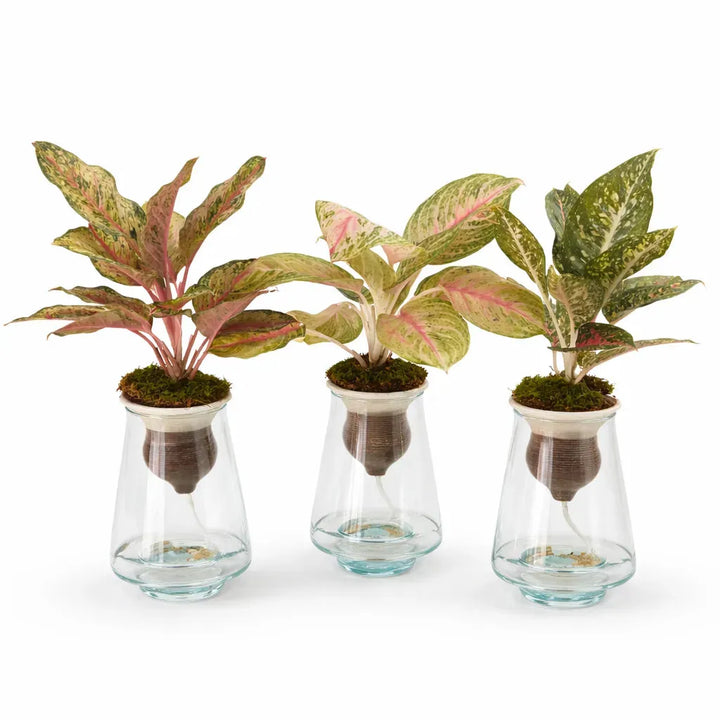 Aglaonema Mix in idrocoltura con cono in terracotta