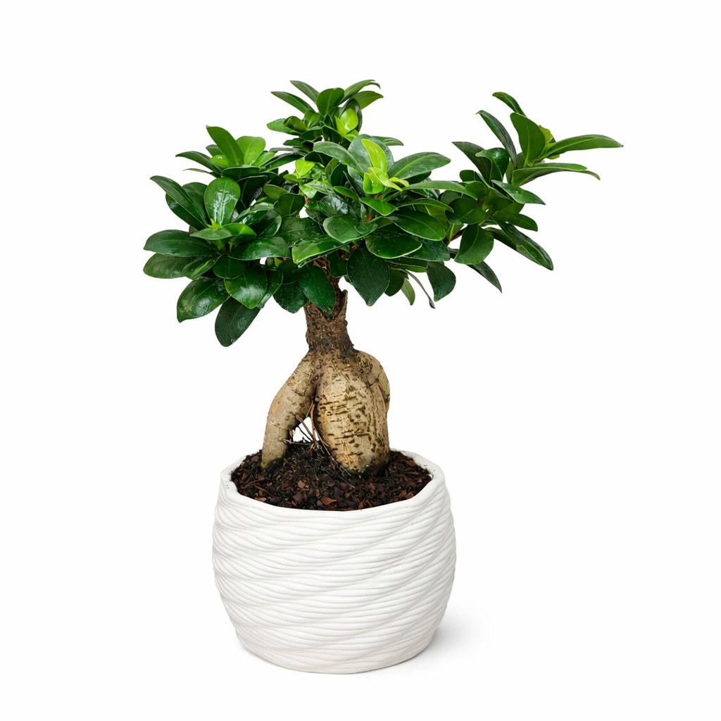 Bonsai ficus ginseng in vaso artigianale Carina D.14 cm in argilla