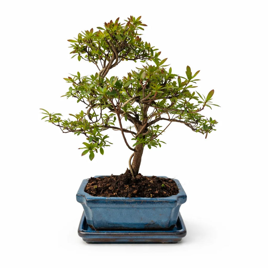 Bonsai Rhododendron Indicum 7 anni - Azalea Giapponese fiorita con fiori rosa