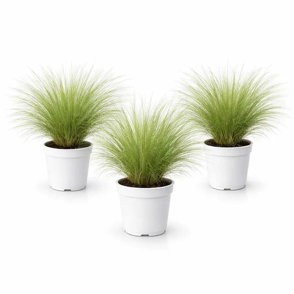 Stipa Tenuissima prezzo - vista ravvicinata del fogliame ondeggiante e leggero