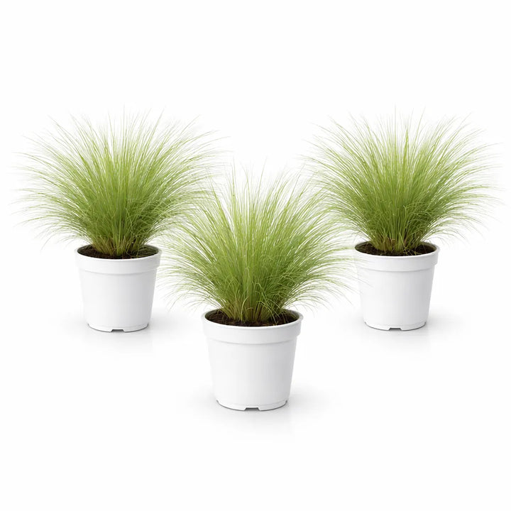 Stipa Tenuissima prezzo - vista ravvicinata del fogliame ondeggiante e leggero