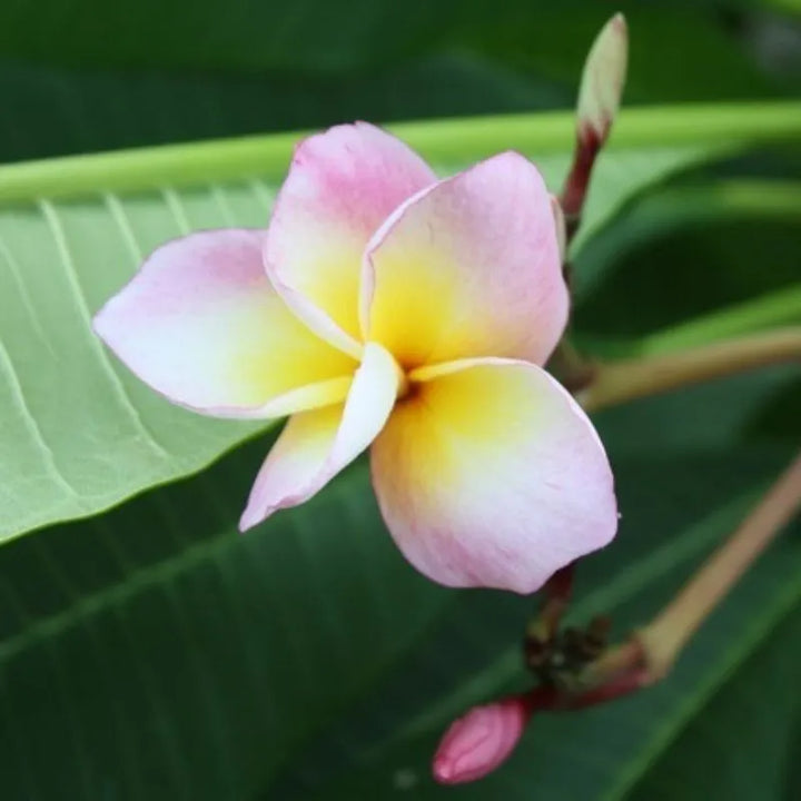 Dettaglio del fiore della painta 