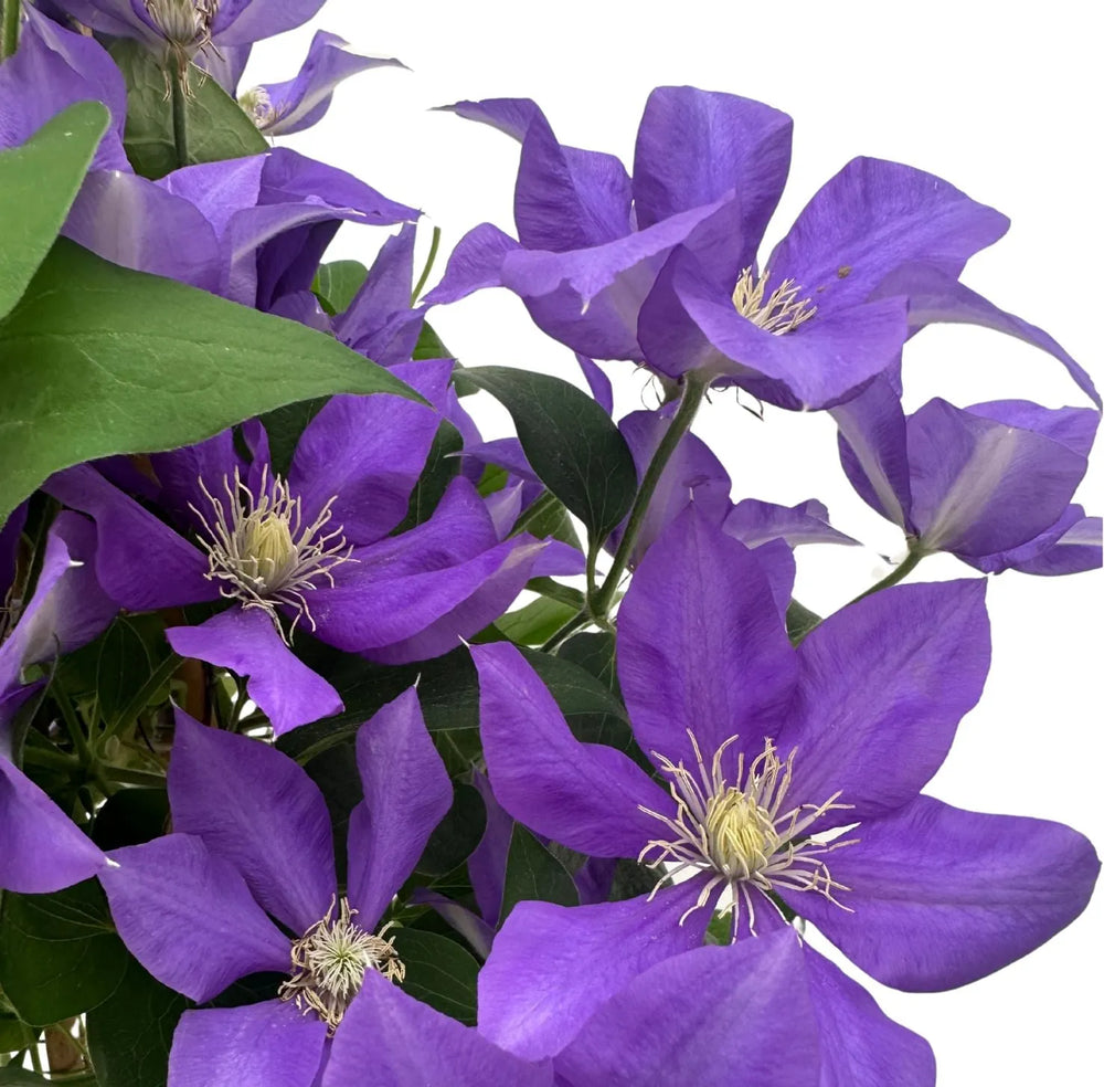 Clematis 70 cm in Vaso Ø17 | Fiori Bianchi o Blu Viola - i Giardini di Giulia  