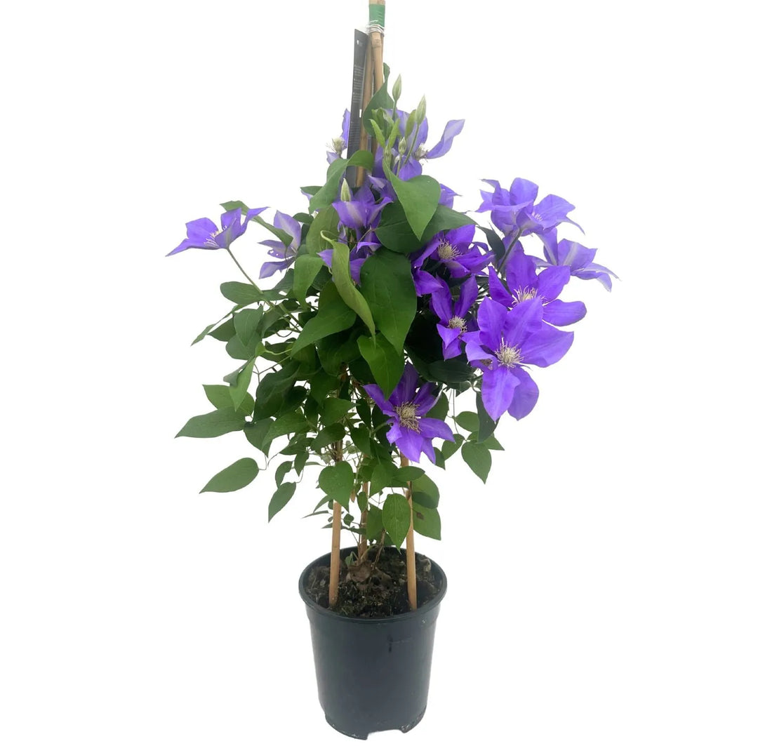 Clematis 70 cm in Vaso Ø17 | Fiori Bianchi o Blu Viola - i Giardini di Giulia  