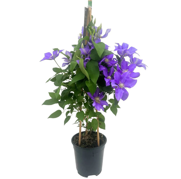 Clematis 70 cm in Vaso Ø17 | Fiori Bianchi o Blu Viola - i Giardini di Giulia  