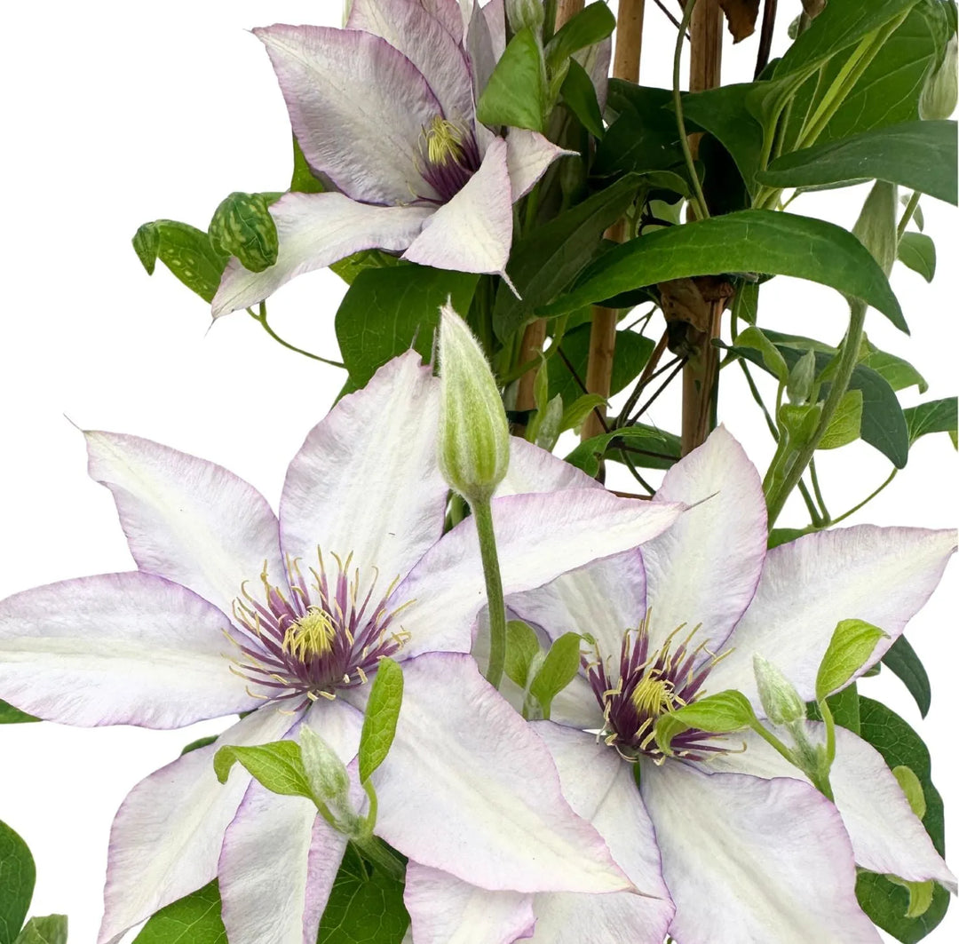 Clematis 70 cm in Vaso Ø17 | Fiori Bianchi o Blu Viola - i Giardini di Giulia  