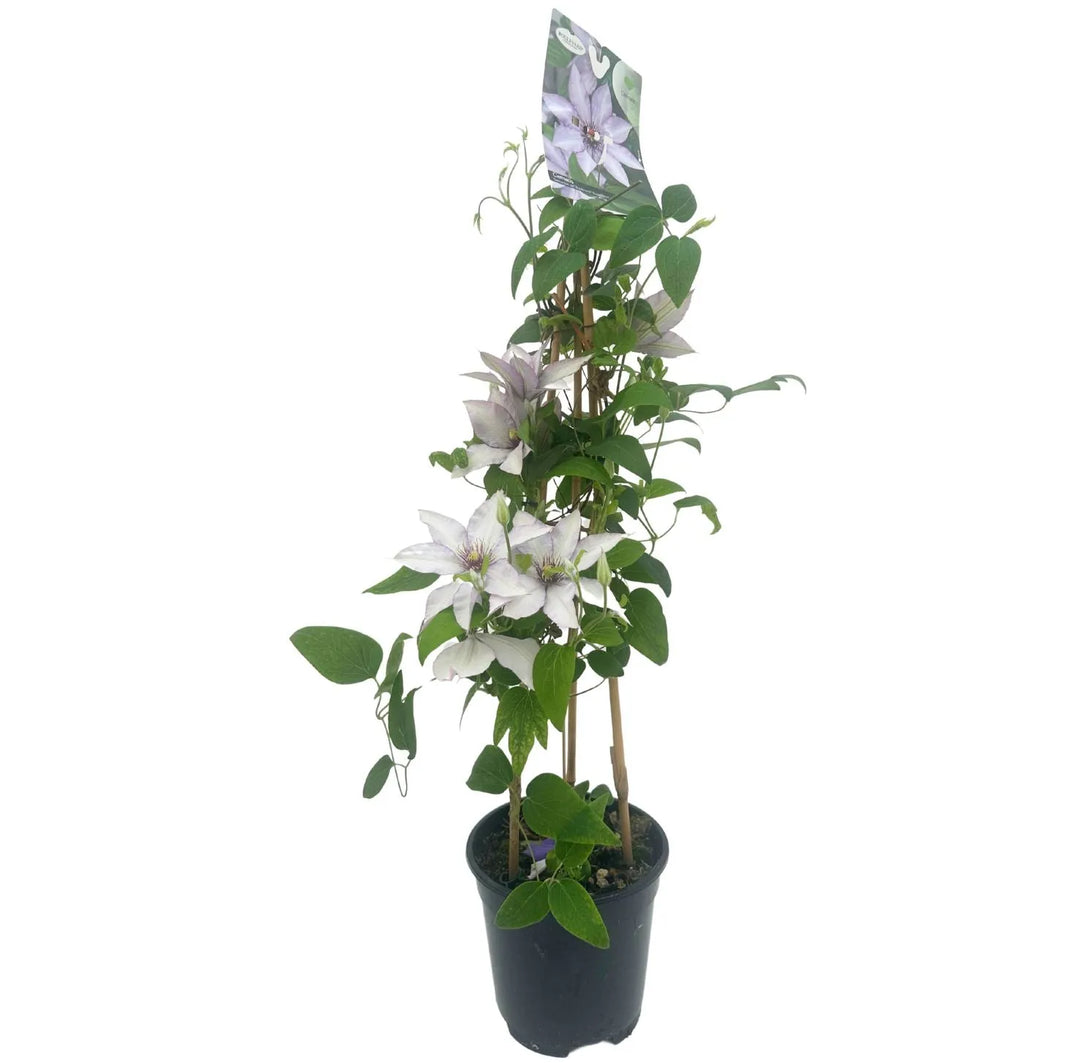 Clematis 70 cm in Vaso Ø17 | Fiori Bianchi o Blu Viola - i Giardini di Giulia  