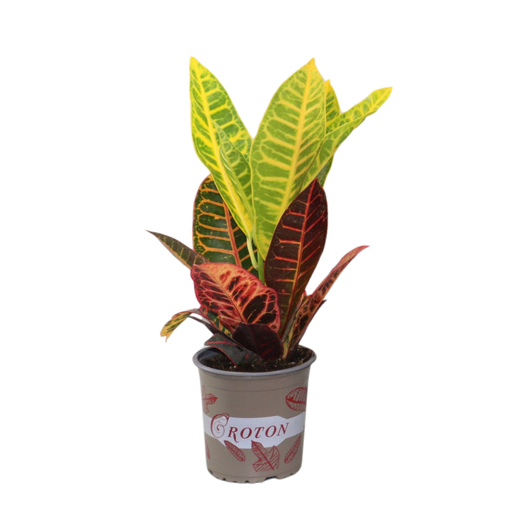 Codiaeum ‘Petra’ Croton in vaso da 13 cm – Pianta tropicale da interno