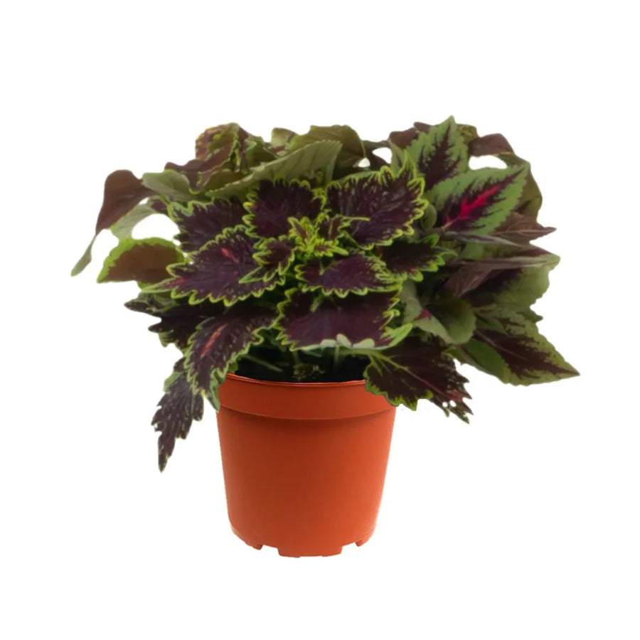 Coleus in vaso 14 cm con foglie variegate verde e viola, pianta decorativa da interno compatta

