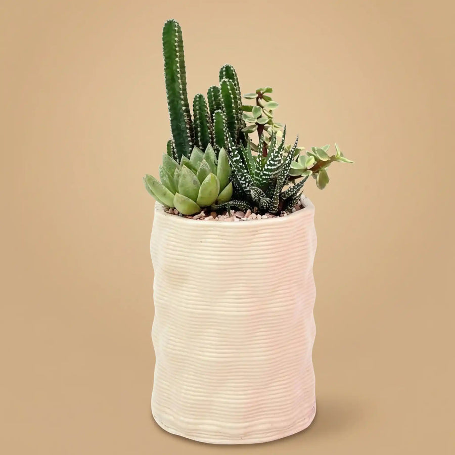 Meyas Vaso per piante grasse, per piante grasse, per piante grasse, per piante grasse, per cactus, con foro di scarico, decorazione da giardino, per interni ed esterni, colore marrone Meyas Vaso per piante grasse, per piante grasse, per piante grasse, per piante grasse, per cactus, con foro di scarico, decorazione da giardino, per interni ed esterni, colore marrone