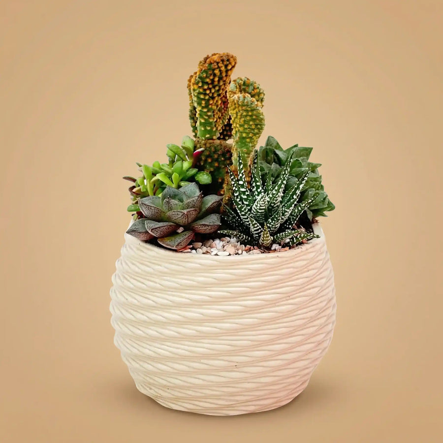 composizione di piante grasse su sfondo colorato 