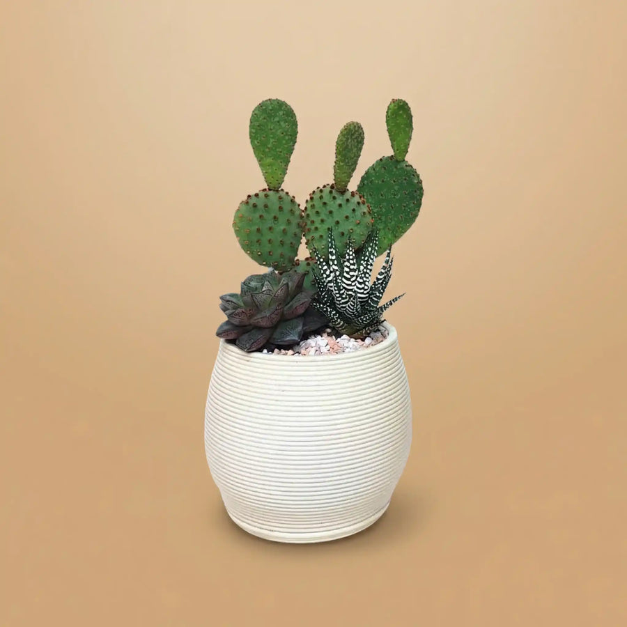 Composizione di piante grasse in vaso bianco su fondo di colore baige 