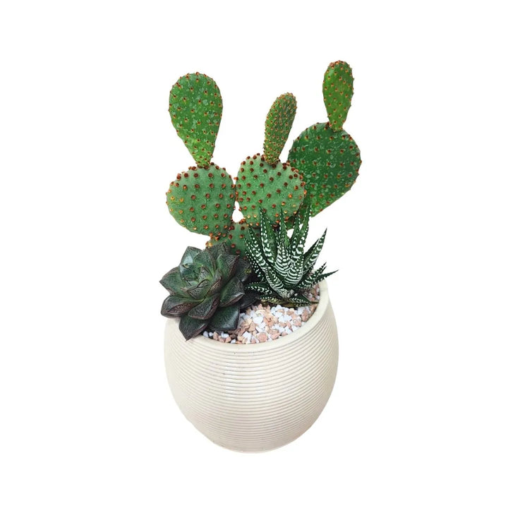 Vista dall’alto della Composizione DesertiKa Giada d.10 con cactus opuntia, haworthia e echeveria in vaso in argilla beige con substrato di ghiaia chiara.