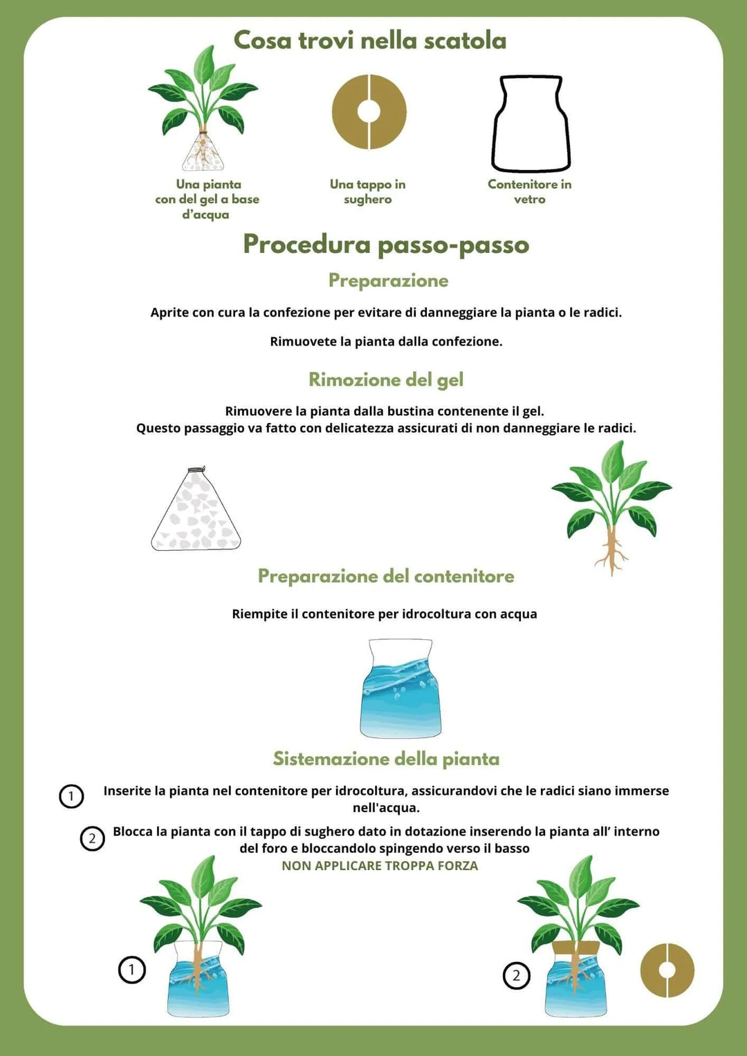 Infografica con istruzioni su come montare una pianta in idrocultura: cosa trovi nella scatola (pianta con gel, tappo in sughero, contenitore in vetro) e procedura passo-passo per rimuovere il gel, riempire il vaso e sistemare la pianta con il tappo.