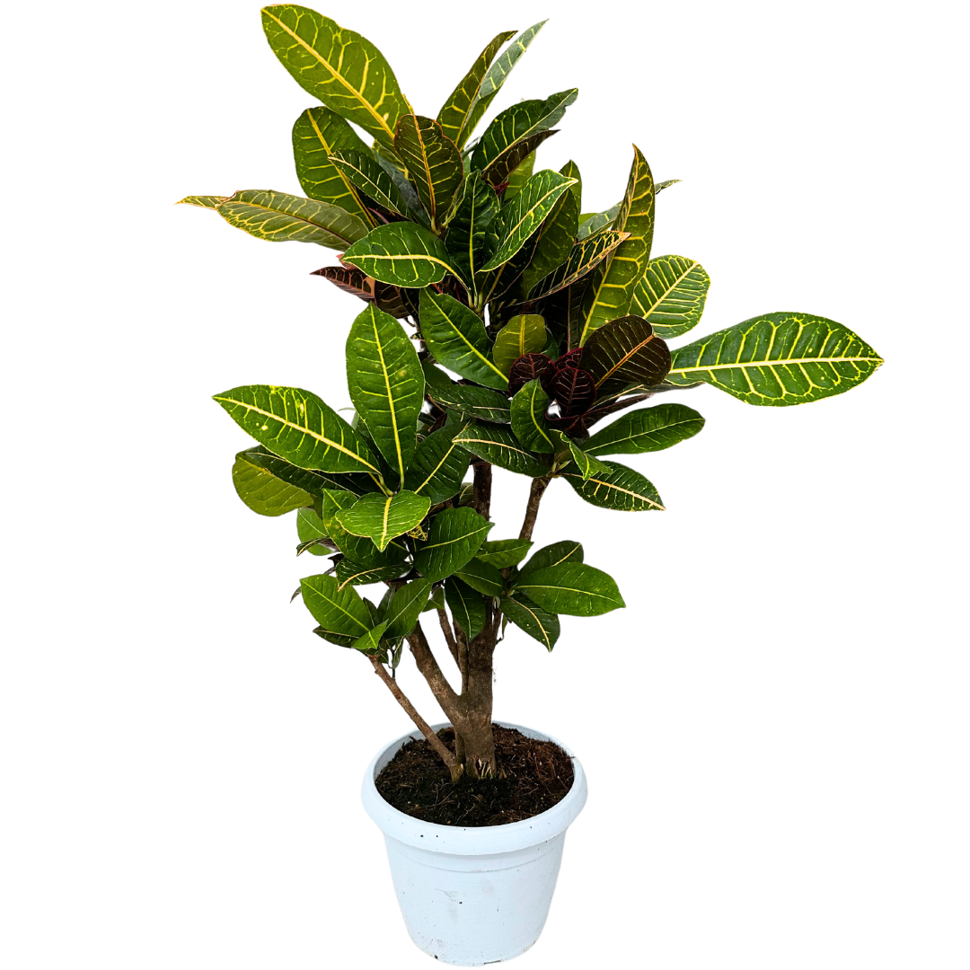 Croton Petra Ramificato in vaso bianco