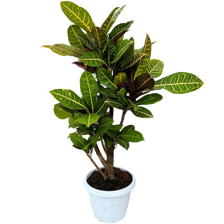 Croton Petra Ramificato in vaso bianco