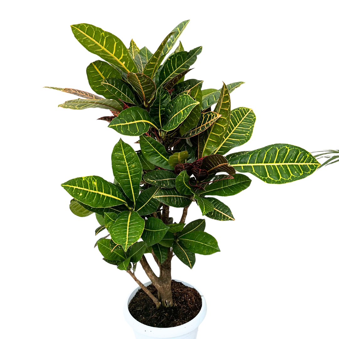 Croton Petra Ramificato in vaso bianco