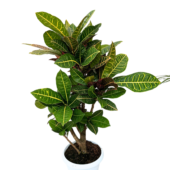 Croton Petra Ramificato in vaso bianco