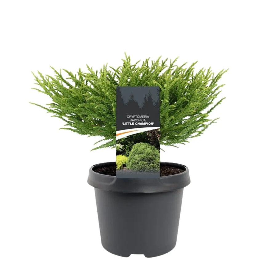 Pianta dal fogliame verde brillante con rami densi e forma tondeggiante, collocata in un vaso di plastica nero su sfondo bianco.