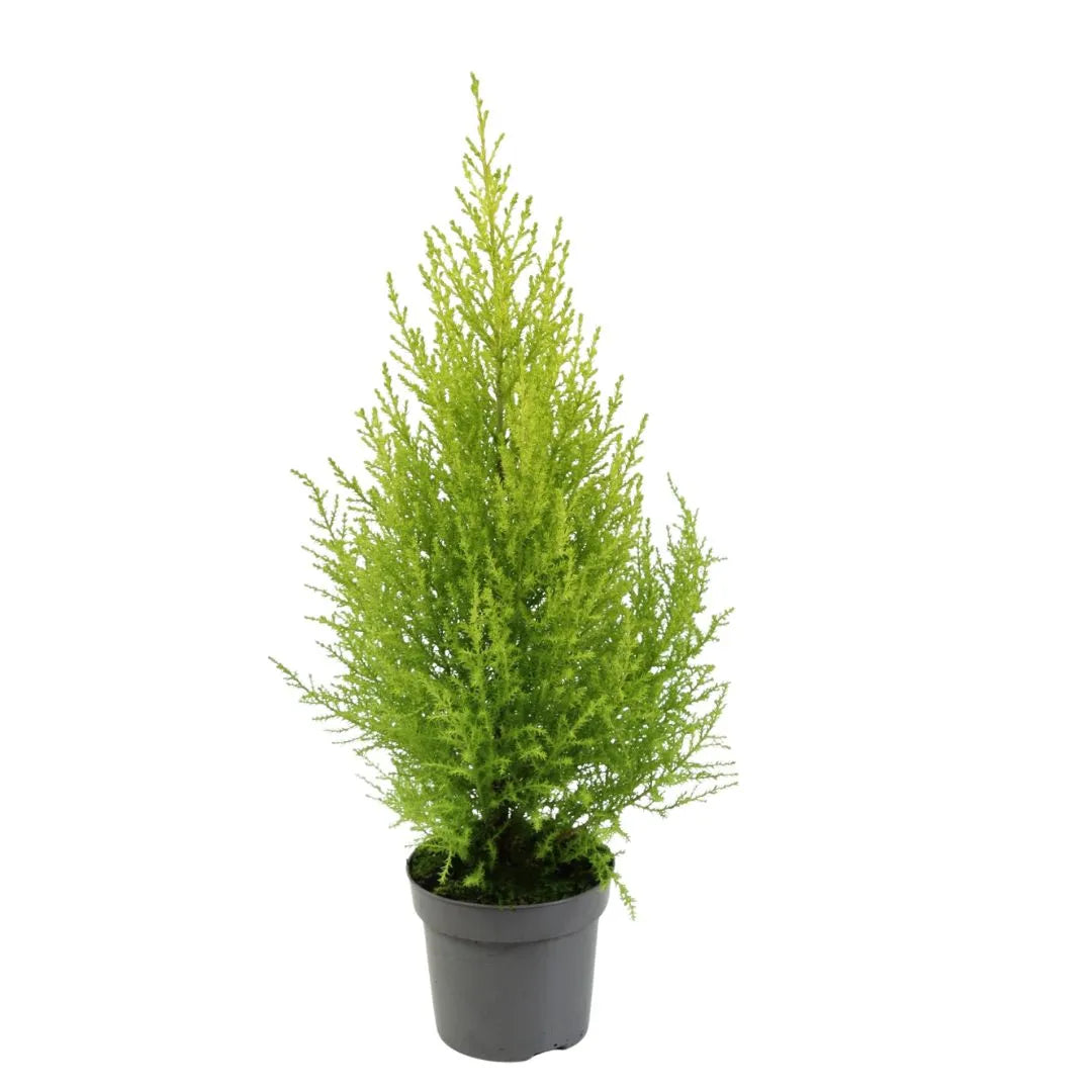 Cupressus Macrocarpa Goldcrest 65 cm