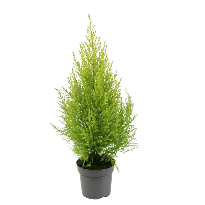 Cupressus Macrocarpa Goldcrest 65 cm