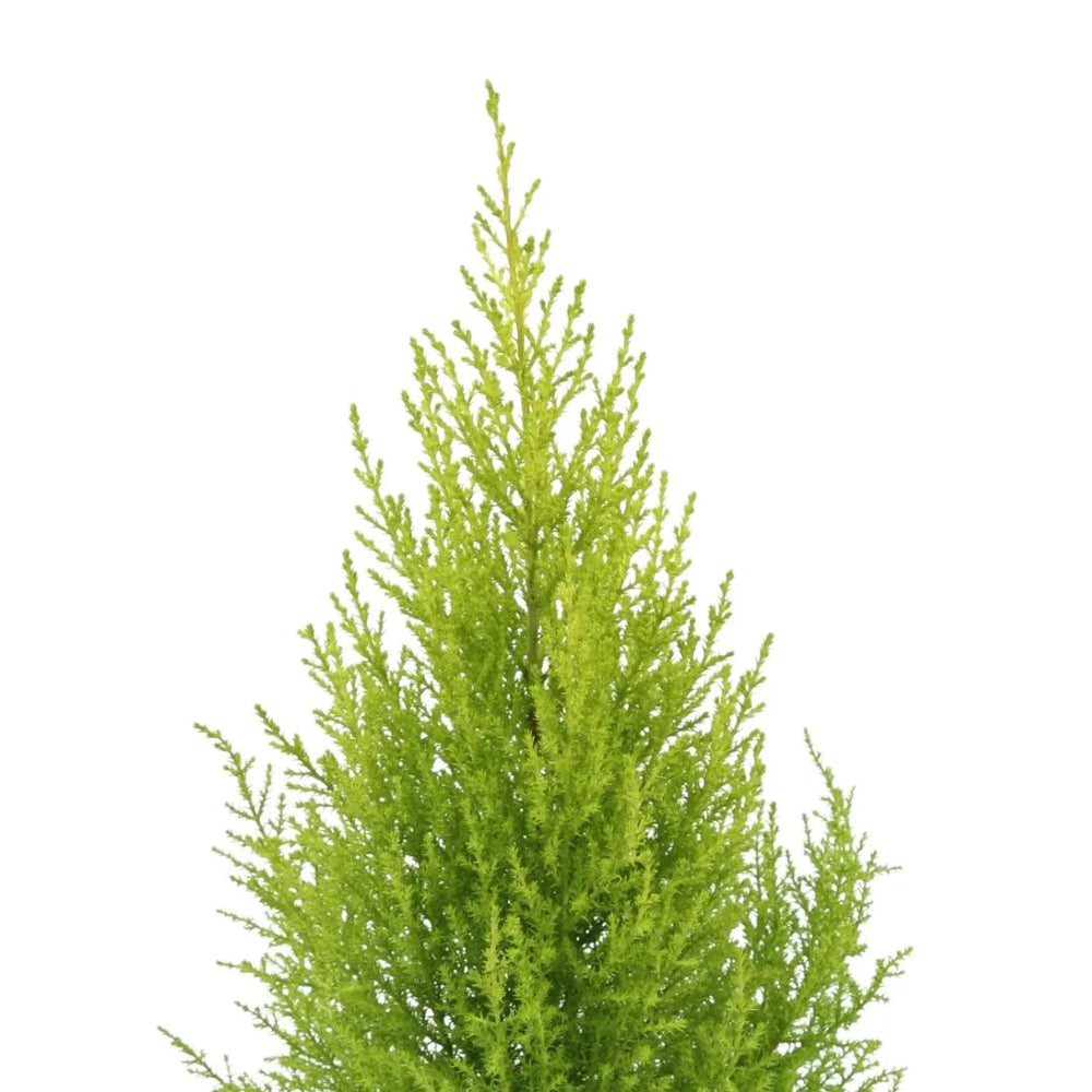 dettaglio delle foglie a forma di ago di colore verde chiaro 