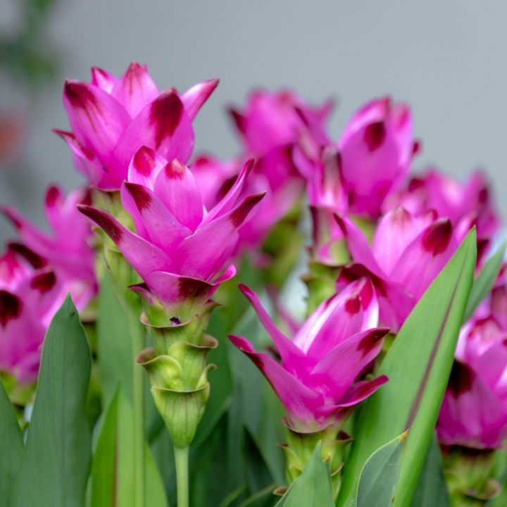 verdi ampie con fiori vivaci e colorati