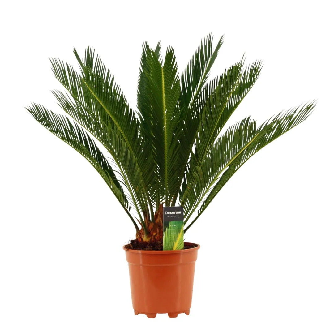 Cycas revoluta Decorum H.65 cm