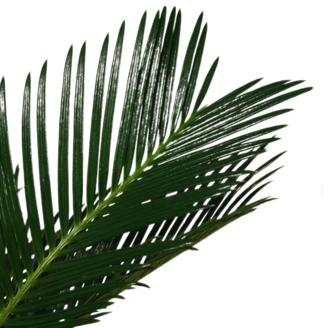 Cycas revoluta Decorum H.65 cm