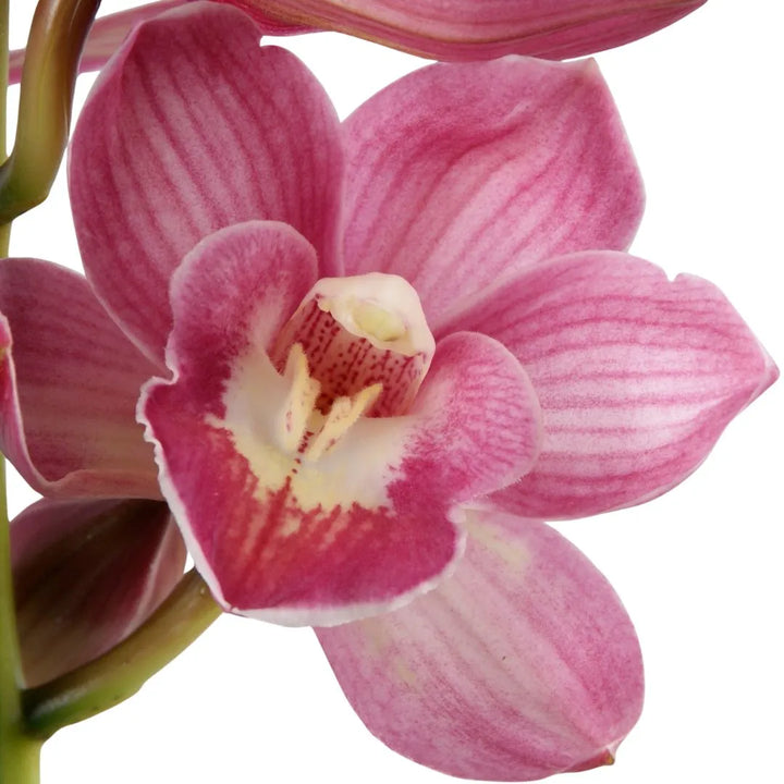 Primo piano di un fiore con grandi petali rosa e venature più scure, centro bianco con sfumature gialle e rosate, dalla forma aperta e simmetrica.