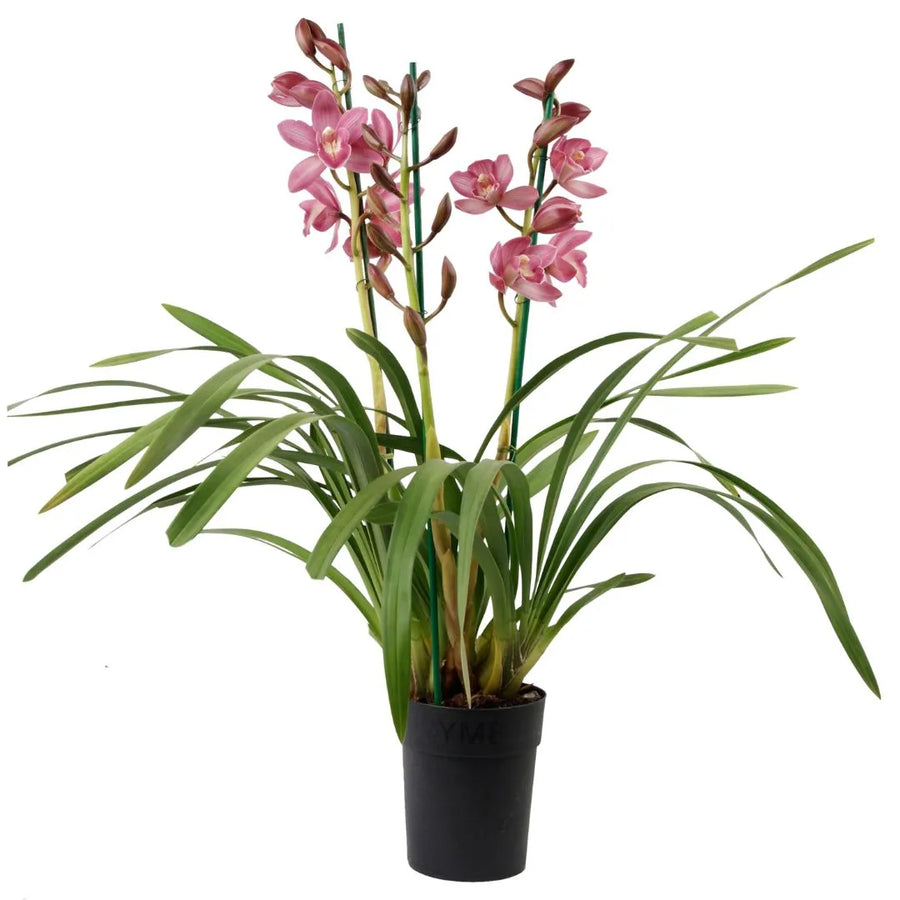 Pianta con lunghe foglie verdi nastriformi e steli eretti che portano numerosi fiori rosa, collocata in un vaso nero su sfondo bianco.

