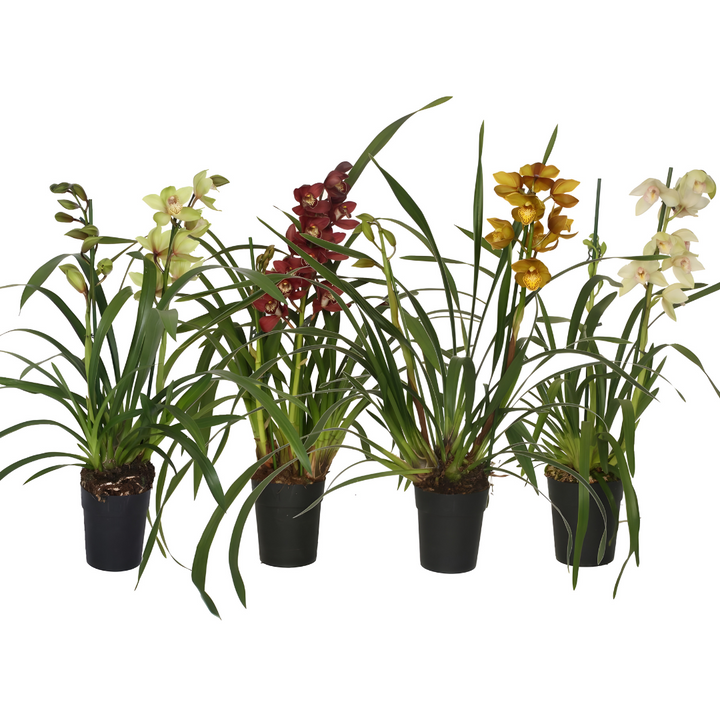 Cymbidium Colori Misti – Orchidea da Interno in Vaso