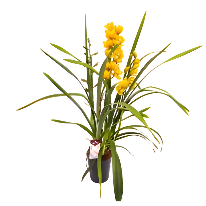 Cymbidium Colori Misti – Orchidea da Interno in Vaso