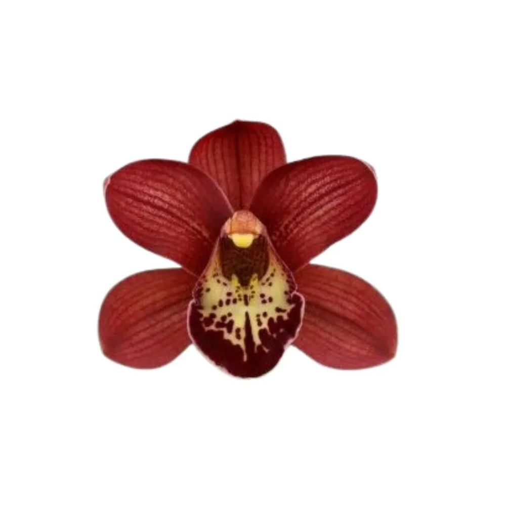 Fiore con petali vellutati di colore rosso intenso e centro chiaro punteggiato di macchie scure, con forma simmetrica e margini lisci.