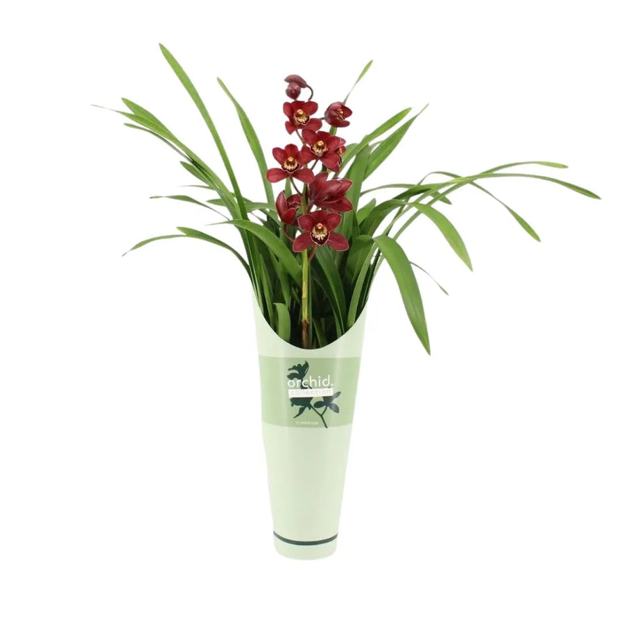 Pianta con lunghe foglie verdi e steli eretti che portano diversi fiori rossi, sistemata in un elegante vaso chiaro su sfondo bianco.

