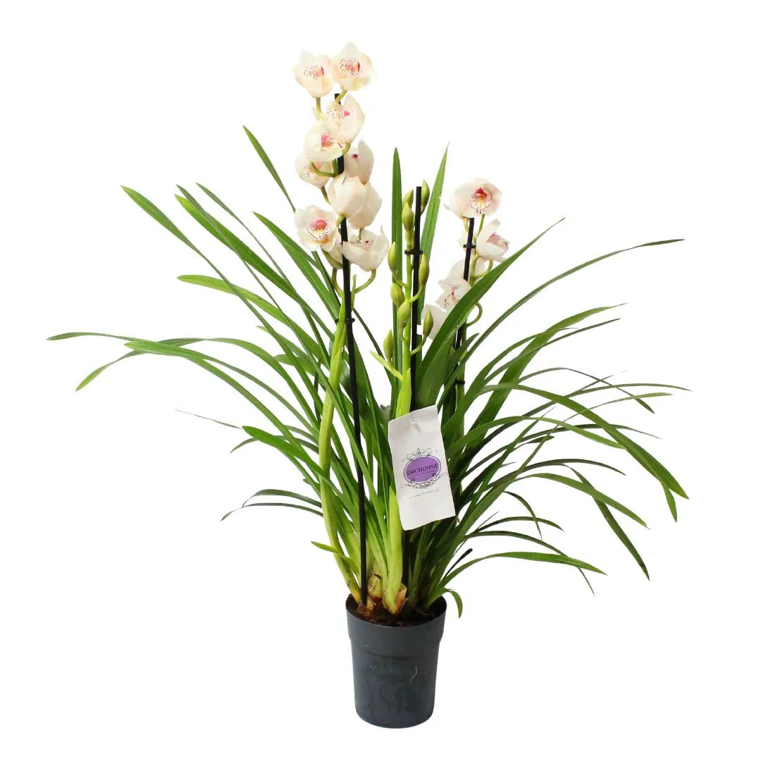 Pianta con lunghe foglie verdi arcuate e steli verticali che portano numerosi fiori bianchi con sfumature rosa, collocata in un vaso nero su sfondo bianco.