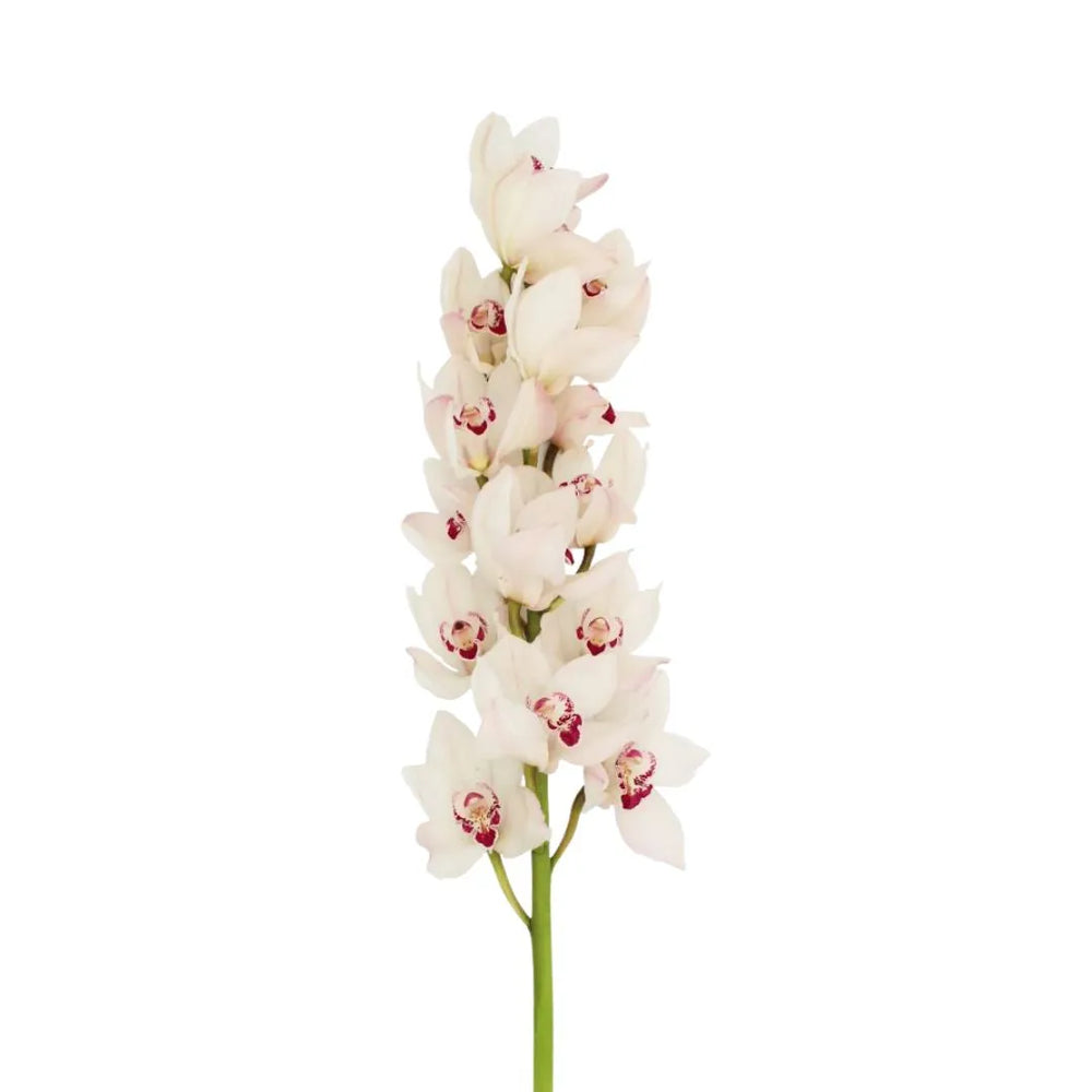 Stelo verticale con molti fiori bianchi disposti a spirale, petali chiari con dettagli rosa e centro punteggiato di rosso.

