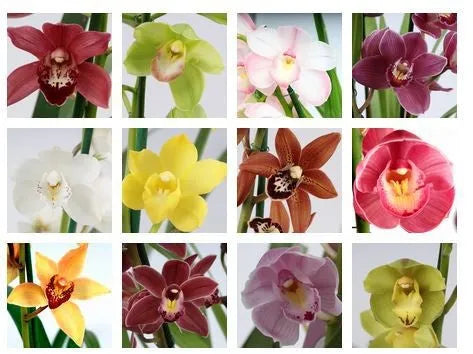 Composizione di dodici fiori di orchidea in diversi colori, tra cui rosso, giallo, bianco, rosa, arancione e viola, disposti in una griglia su sfondo bianco.