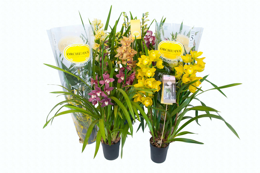 Piante di orchidea con lunghi steli verdi e fiori di varie tonalità, tra cui giallo, viola e arancio, collocate in vasi neri con confezione trasparente decorata e logo giallo “Orchidiva”.

